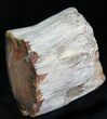 Polished Petrified Wood Limb - Madagascar #27164-1